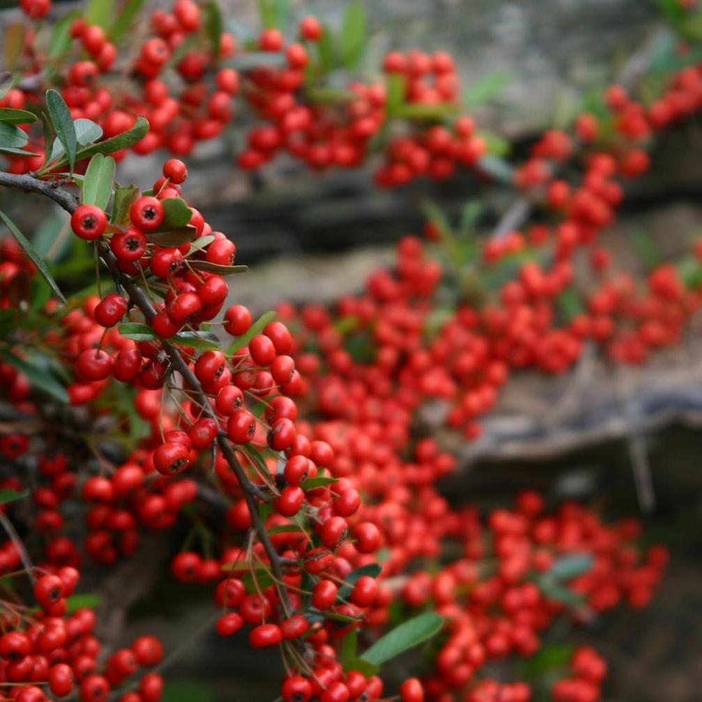Cabanas Pyracantha Esquel Eksteriør bilde